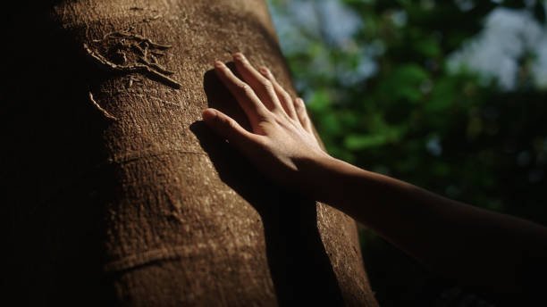 close up hand of human touching a tree trunk at nature.